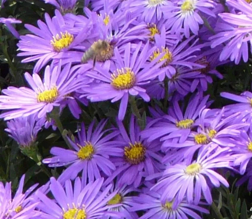 گل آستر Aster Fllower ,Aster ,Asteraceae مجموعه تولیدی سیدوس: "تولید کننده گلدان پلاستیکی 