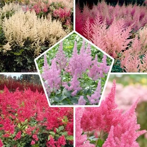گل آستلیب (False Bucks Beard)نام علمی: (Astilbe japonica)
