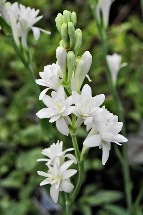 گل مریمPolianthes tuberosa
گل مریم به انگلیسی	Tuberous, Agave amica
نام‌های دیگر این گیاه	گل دندان فیلی و زنبق Polyanthus  و عاج گل و گل متورم
مجموعه تولیدی سیدوس تولید کننده گلدان پلاستیکی سیدوس