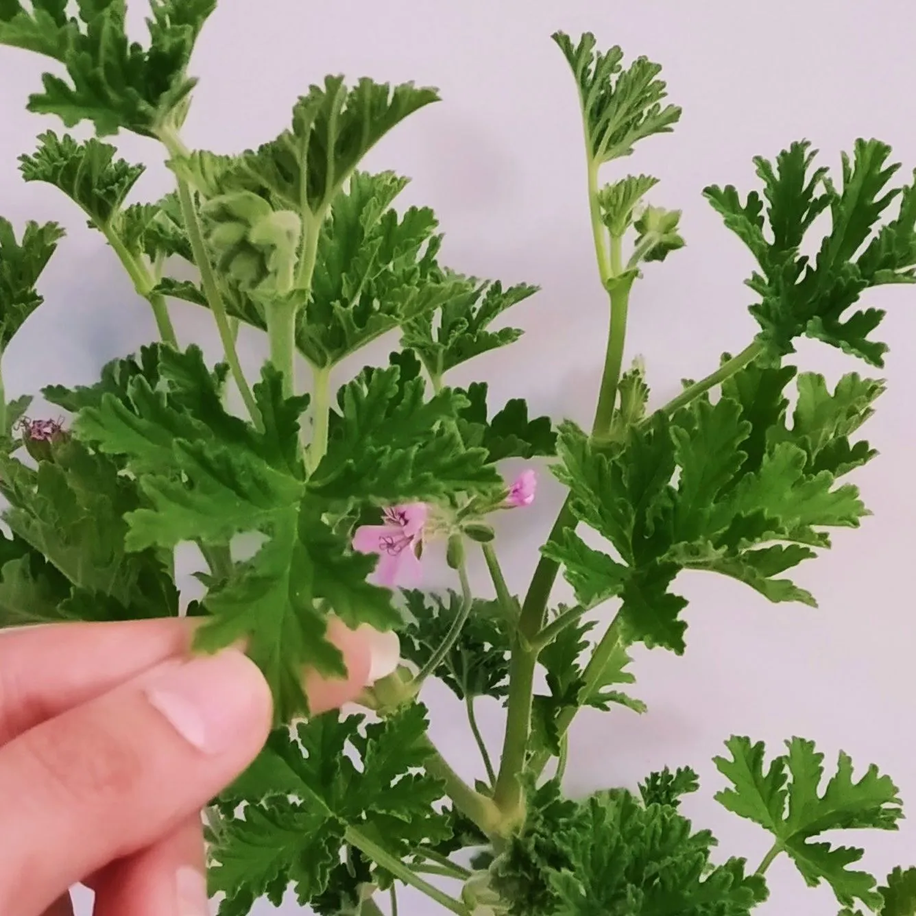 گل ژرانیوم,نام علمی: Geranium maderenseرده‌‌بندی بالاتر: شمعدانیان راسته: شمعدانی‌سانان خانواده: Geraniaceae مجموعه تولیدی گلدان پلاستیکی سیدوس