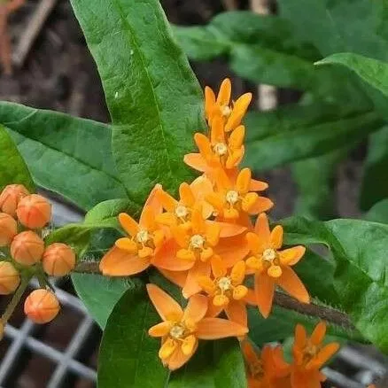 گل علف پروانه یا استبرق، با نام علمی Asclepias tuberosa،مجموعه تولیدی سیدوس ,تولید کننده گلدان پلاستیکی سیدوس