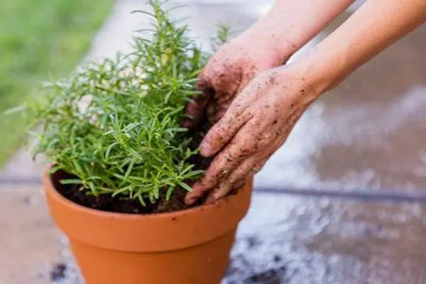گیاه رزماری یا رومارَن یا اِکلیل کوهی و رز مریم Salvia rosmarinus تا سال ۲۰۱۷، با نام علمی Rosmarinus officinalis گلدان پلاستیکی Plastic pot, plastic vase مجموعه تولیدی سیدوس ,تولید کننده گلدان پلاستیکی سیدوس ,بیش از 120نوع, اعم از گلدان استوانه ای پلاستیکی سیدوس,گلدان الماسی پلاستیکی سیدوس,گلدان مربعی پلاستیکی,گلدان مثلثی پلاستیکی,گلدان گرد پلاستیکی ,باکس مستطیلی,در اندازه های کاکتوسی تا درختچه ای
