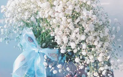 Gypsophila flower,گل ژیپسوفیلا,گل عروس