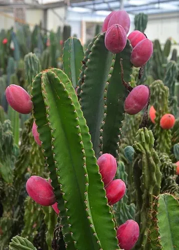 کاکتوس های میوه دارFruit-bearing cacti<br />
 مجموعه تولیدی سیدوس ,تولید کننده گلدان پلاستیکی سیدوس ,بیش از 120نوع, اعم از گلدان استوانه ای پلاستیکی سیدوس,گلدان الماسی پلاستیکی سیدوس,گلدان مربعی پلاستیکی,گلدان مثلثی پلاستیکی,گلدان گرد پلاستیکی ,باکس مستطیلی,در اندازه های کاکتوسی تا درختچه ای