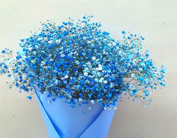 Gypsophila flower,گل ژیپسوفیلا,گل عروس