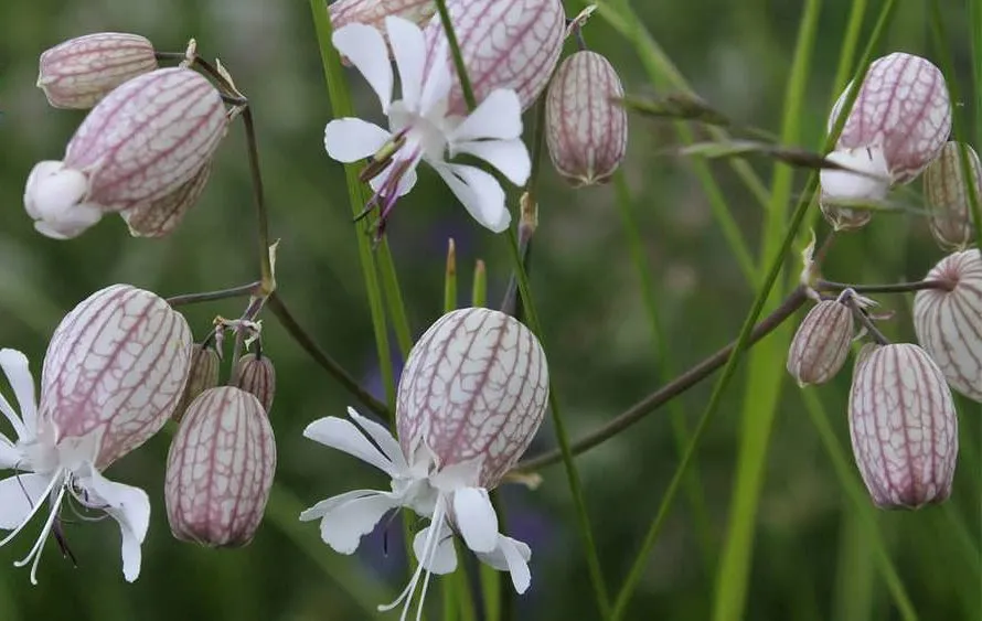 سیلن بادکنکیSilene vulgaris (Moench) Garcke مجموعه تولیدی سیدوس تولید کننده گلدان پلاستیکی سیدوس