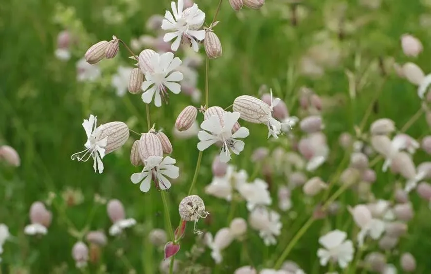 سیلن بادکنکیSilene vulgaris (Moench) Garcke مجموعه تولیدی سیدوس تولید کننده گلدان پلاستیکی سیدوس
