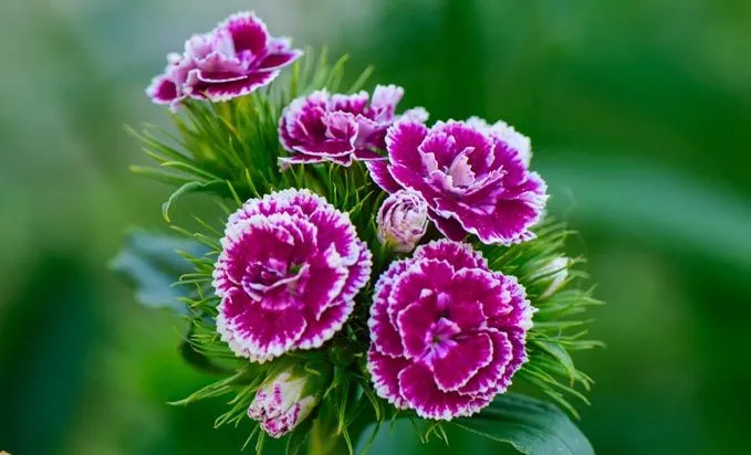گل قرنفل carnation flower Caryophylaceae