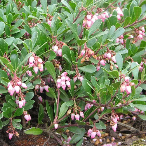 گیاه انگور خرس (Bearberry)نام علمی: (Arctostaphylos uva-ursi)