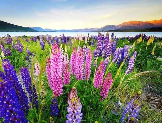 ,گل ترمس,گل لوپن,گل انگشتانه هندی، large leaved lupine , big leaved lupineمجموعه تولیدی سیدوس تولید کننده گلدان پلاستیکی سیدوس