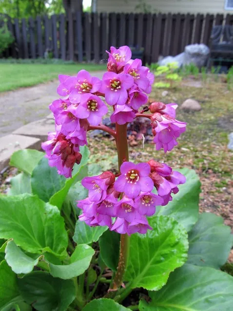 گل برجینا (گل برگنیا)Bergenia Bressingham White مجموعه تولیدی سیدوس تولید کننده گلدان پلاستیکی سیدوس