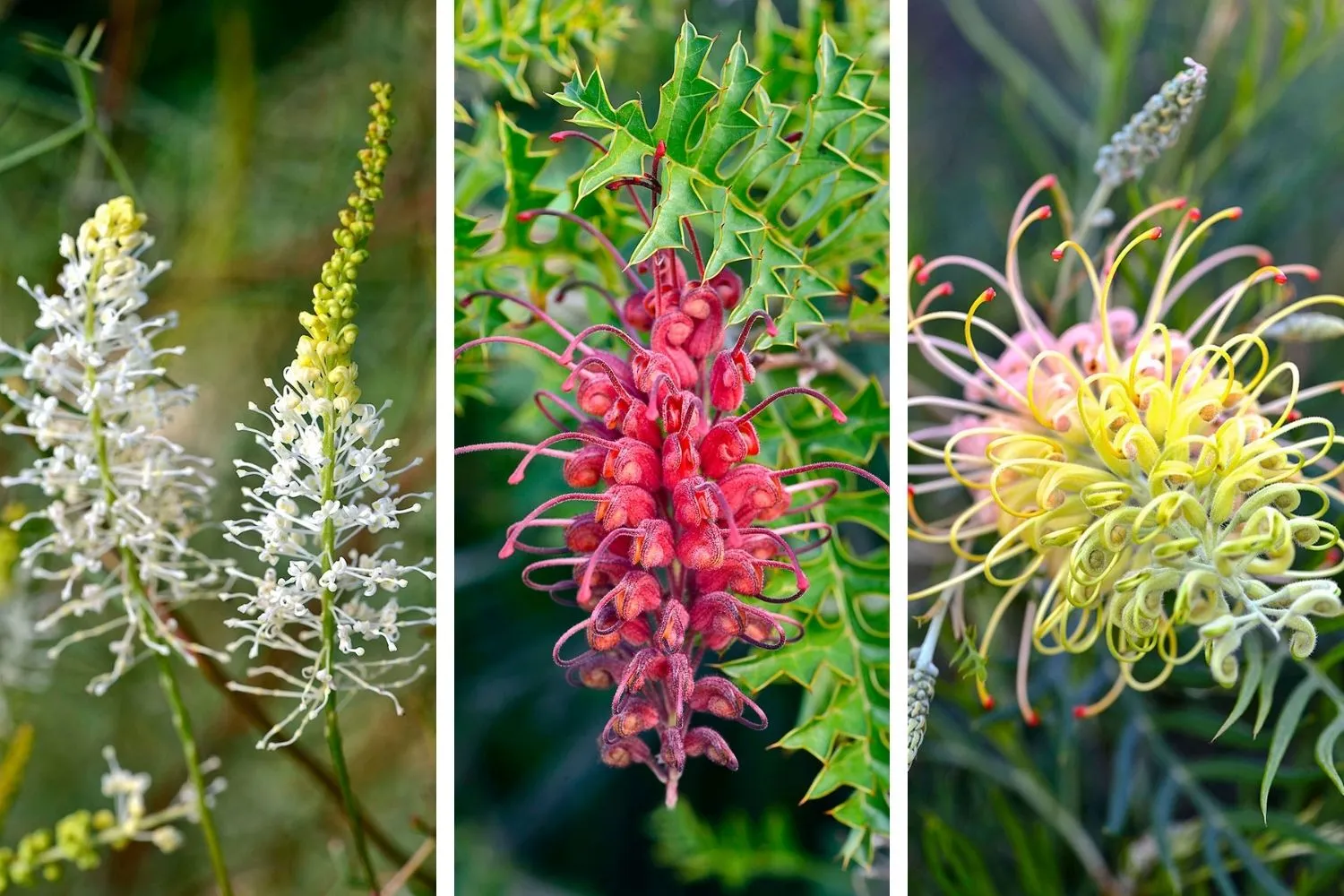 گل گرویلیا (Spider Flower)نام علمی: (Grevillea)
گلدان پلاستیکی سیدوس