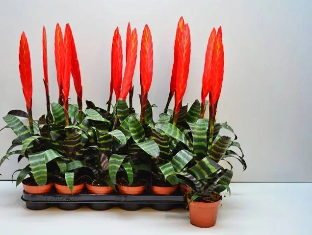 گیاه ورزیا دوالیانا (4دلیل زرد شدن این گیاه)Verzia dovaliana plant (4 reasons why this plant turns yellow)
گلدان پلاستیکی  Plastic pot,  plastic vase مجموعه تولیدی سیدوس ,تولید کننده گلدان پلاستیکی سیدوس ,بیش از 120نوع, اعم از گلدان استوانه ای پلاستیکی سیدوس,گلدان الماسی پلاستیکی سیدوس,گلدان مربعی پلاستیکی,گلدان مثلثی پلاستیکی,گلدان گرد پلاستیکی ,باکس مستطیلی,در اندازه های کاکتوسی تا درختچه ای