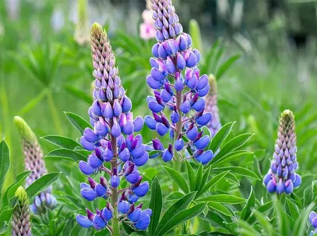 ,گل ترمس,گل لوپن,گل انگشتانه هندی، large leaved lupine , big leaved lupineمجموعه تولیدی سیدوس تولید کننده گلدان پلاستیکی سیدوس