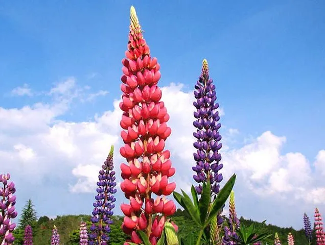 ,گل ترمس,گل لوپن,گل انگشتانه هندی، large leaved lupine , big leaved lupine مجموعه تولیدی سیدوس تولید کننده گلدان پلاستیکی سیدوس