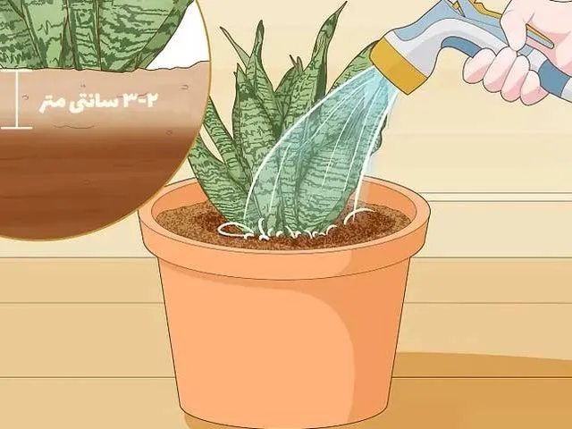 گل سانسوری,شمشیریSansevieria trifasciata 
مجموعه تولیدی سیدوس تولید کننده گلدان پلاستیکی سیدوس ,مانند گلدان استوانه ای پلاستیکی سیدوس
