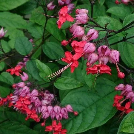 یاس معین التجار یا کلرودندروننام انگلیسی : CLERODENDRUM THOMSONIAE خانواده :   VERBENACEAE  – شاه‌پسند مجموعه تولیدی سیدوس ,تولید کننده گلدان پلاستیکی سیدوس