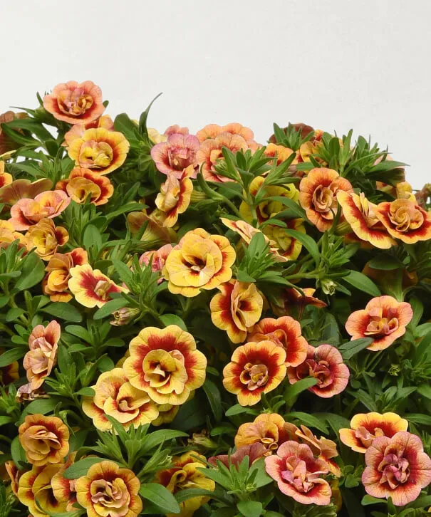 گل کالیبراچوآ/ گل نفیس آمپل (Million Bells)نام علمی: (Calibrachoa)