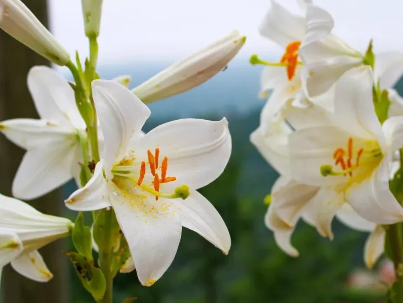 گل لیلیوم مدونا (Madonna Lily)نام علمی: (Lilium candidum)