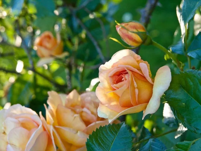 گل های رز رونده, Climbing roses (11 types) مجموعه تولیدی سیدوس ,تولید کننده گلدان پلاستیکی سیدوس