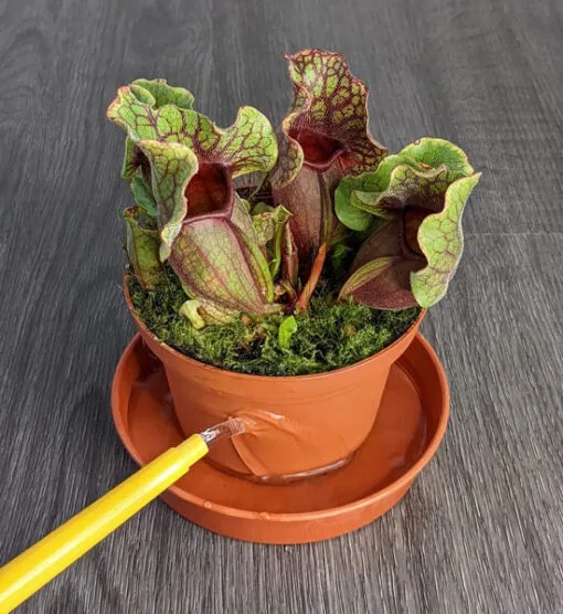 گیاهانی که باید از زیر آبیاری شودPlants that need to be watered from below مجموعه تولیدی سیدوس ,تولید کننده گلدان پلاستیکی سیدوس ,بیش از 120نوع, اعم از گلدان استوانه ای پلاستیکی سیدوس,گلدان الماسی پلاستیکی سیدوس,گلدان مربعی پلاستیکی,گلدان مثلثی پلاستیکی,گلدان گرد پلاستیکی ,باکس مستطیلی,در اندازه های کاکتوسی تا درختچه ای 