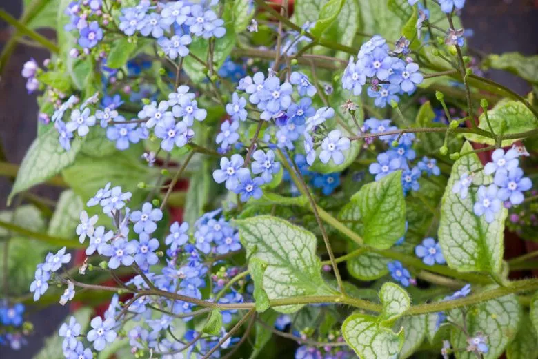 گیاه برونرا / گل با گلوس سیبری (Siberian Bugloss)نام علمی: (Brunnera macrophylla)