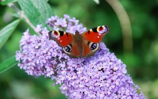 گیاه دم موشی قفائی (Butterfly Bush) نام علمی: (Buddleja davidii)