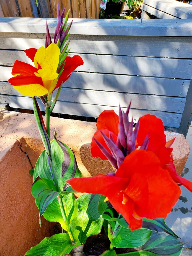 گل اختر به انگلیسیcanna candica
تیره گل اختر	اختریان  Cannaceaeis
نام علمی و خانواده اختر	Canna spp
مجموعه تولیدی سیدوس , تولید کننده گلدان پلاستیکی رنگی