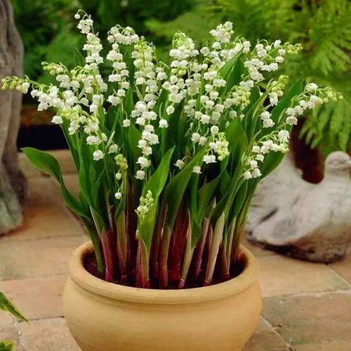 گلهای زیبای بهاری که میتوان در گلدان وباغچه کاشت Beautiful spring flowers that can be planted in pots and gardens مجموعه تولیدی سیدوس ,تولید کننده گلدان پلاستیکی سیدوس ,بیش از 120نوع, اعم از گلدان استوانه ای پلاستیکی سیدوس,گلدان الماسی پلاستیکی سیدوس,گلدان مربعی پلاستیکی,گلدان مثلثی پلاستیکی,گلدان گرد پلاستیکی ,باکس مستطیلی,در اندازه های کاکتوسی تا درختچه ای