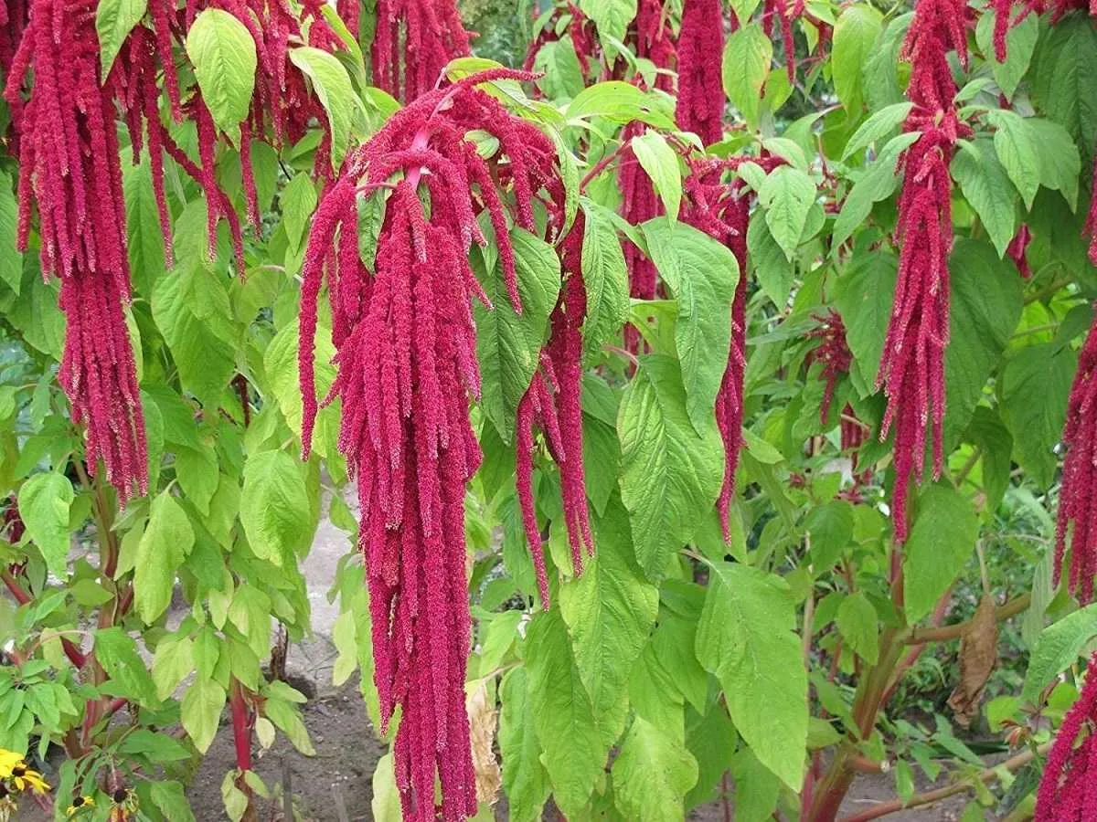گیاه باروتک (Love Lies Bleeding)نام علمی: (Amaranthus caudatus)