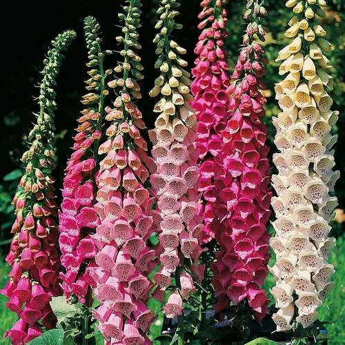 گل انگشتانهpurple-foxgloveladys-glove,DIGITALIS PURPUREA
مجموعه تولیدی سیدوس,تولید کننده گلدان پلاستیکی سیدوس