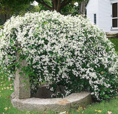 یاس عربی، یاس رازقی (Arabian Jasmine)