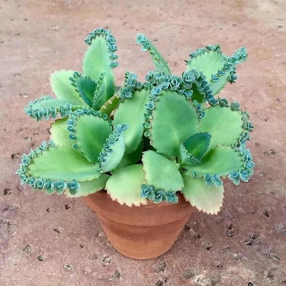 گیاه اشک تمساح با نام علمی Kalanchoe Daigremontiana و نام انگلیسی Bryophyllum از ساکولنت‌های خانواده Crassulaceae یا گل نازیان می‌باشد.مجموعه تولیدی سیدوس ,تولید کننده گلدان پلاستیکی سیدوس ,بیش از 120نوع, اعم از گلدان استوانه ای پلاستیکی سیدوس,گلدان الماسی پلاستیکی سیدوس,گلدان مربعی پلاستیکی,گلدان مثلثی پلاستیکی,گلدان گرد پلاستیکی ,باکس مستطیلی,در اندازه های کاکتوسی تا درختچه ای