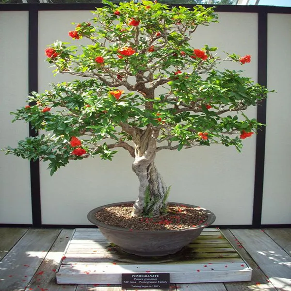 درخت انار ومزایای نگهداری آن در خانهPomegranate tree and the benefits of keeping it at home مجموعه تولیدی سیدوس ,تولید کننده گلدان پلاستیکی سیدوس ,بیش از 120نوع, اعم از گلدان استوانه ای پلاستیکی سیدوس,گلدان الماسی پلاستیکی سیدوس,گلدان مربعی پلاستیکی,گلدان مثلثی پلاستیکی,گلدان گرد پلاستیکی ,باکس مستطیلی,در اندازه های کاکتوسی تا درختچه ای