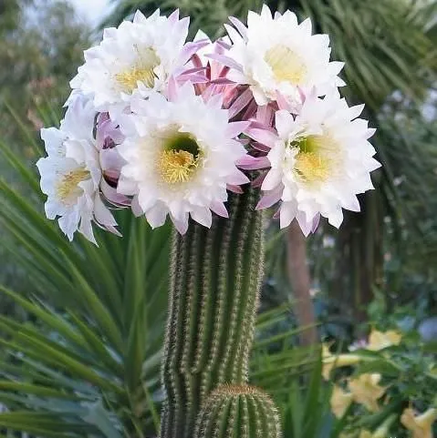 کاکتوس اچینوپسیس (Red Torch Cactus) نام علمی: (Echinopsis huascha)