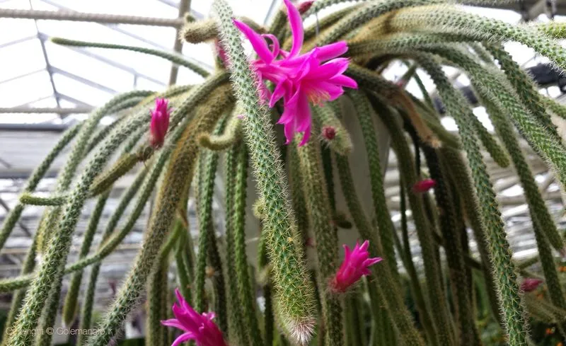 دم موشی, آپورو کاکتوس Aporocactus flagelliformis، کاکتوس rattail، گونه ای از گیاهان گلدار از خانواده کاکتوس Cactaceae است و بیشترین گونه کشت شده در سرده Aporocactus است. مجموعه تولیدی سیدوس تولید کننده گلدان پلاستیکی سیدوس