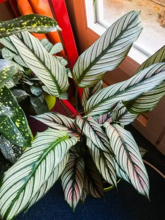 گل مارانتاخانواده Marantaceae
نام علمي Maranta Leuconeura erythroneura
مجموعه تولیدی سیدوس تولید کننده گلدان پلاستیکی سیدوس