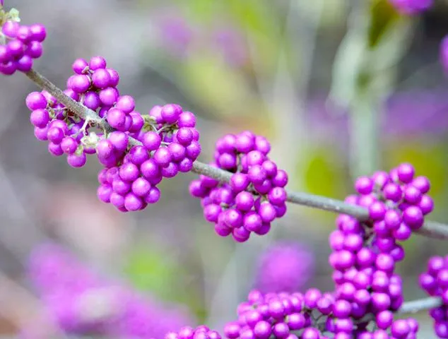 گل شاه پسند گیاهی با عادت رشد درختچه‌ای بوده و از خانواده Verbenaceae و نام علمی Verbena Bonariensis، متعلق به تیرۀ شاپسند است.مجموعه تولیدی سیدوس ,تولید کننده گلدان پلاستیکی سیدوس
