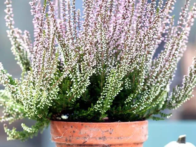 گل علف جارواریکا + کالونا + علف جاروب + خلنگ Calluna vulgaris مجموعه تولیدی سیدوس ,تتولید کننده گلدان های پلاستیکی سیدوس