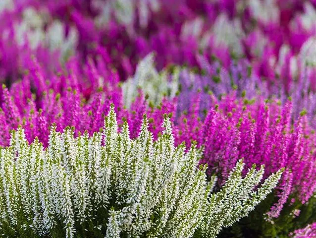 گل علف جارو اریکا + کالونا + علف جاروب + خلنگ Calluna vulgaris مجموعه تولیدی سیدوس ,تتولید کننده گلدان های پلاستیکی سیدوس