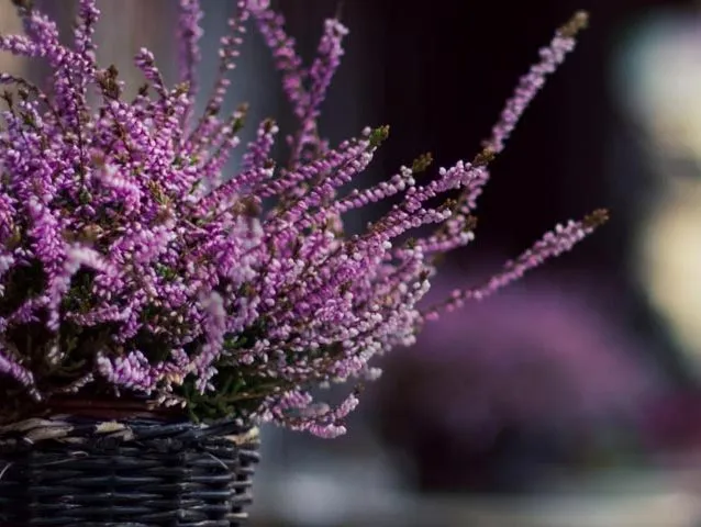 گل علف جارواریکا + کالونا + علف جاروب + خلنگ Calluna vulgaris مجموعه تولیدی سیدوس ,تتولید کننده گلدان های پلاستیکی سیدوس