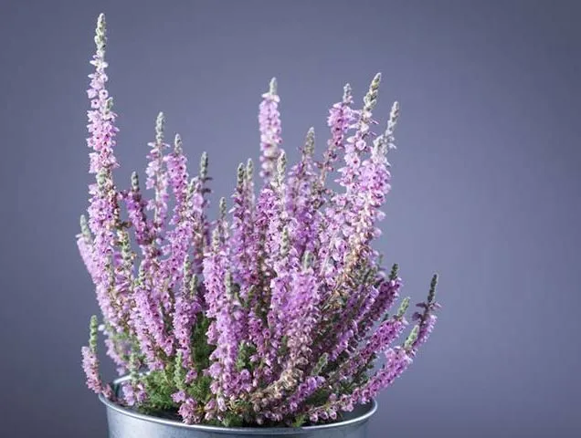 گل علف جارواریکا + کالونا + علف جاروب + خلنگ Calluna vulgaris مجموعه تولیدی سیدوس ,تتولید کننده گلدان های پلاستیکی سیدوس