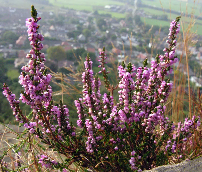گل علف جارواریکا + کالونا + علف جاروب + خلنگ Calluna vulgaris مجموعه تولیدی سیدوس ,تتولید کننده گلدان های پلاستیکی سیدوس