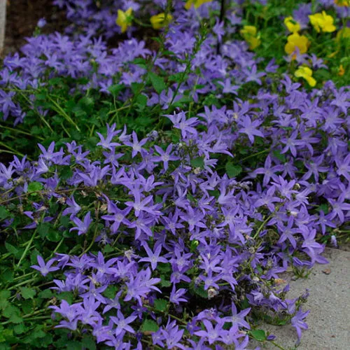 گل ناقوس صربی یا گل زنگوله انتهایی (Serbian Bellflower)نام علمی: (Campanula poscharskyana)