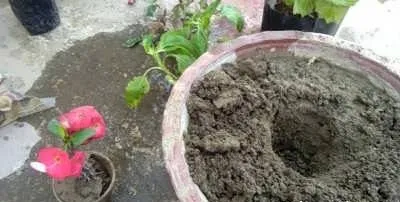 مرجانگل افوربیا میلی Euphorbia_Milii_flowers