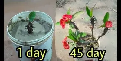 گل افوربیا میلی Euphorbia_Milii_flowers