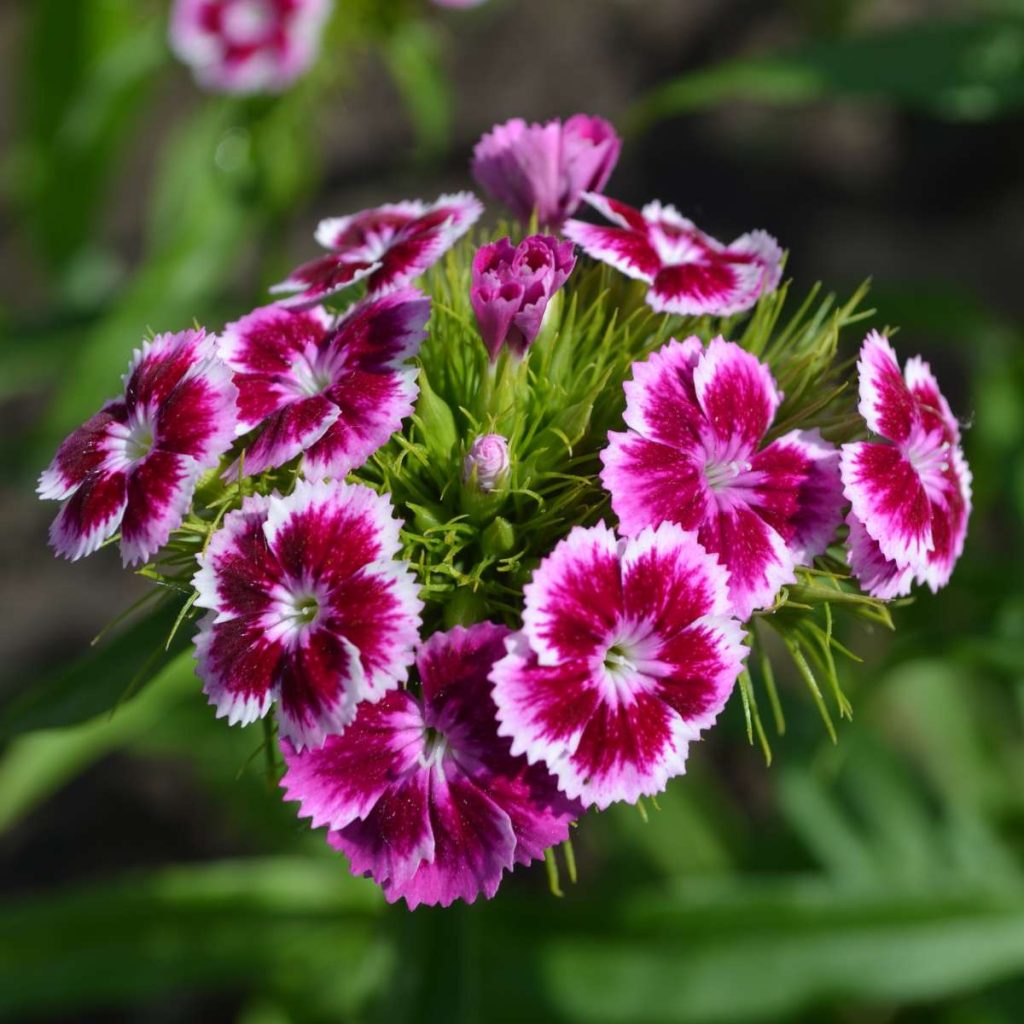 carnation flower
قرنفل