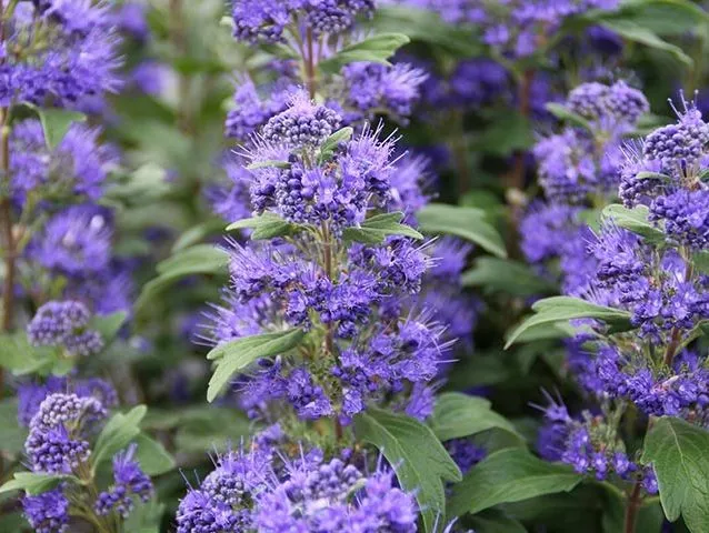 گل شاه پسند گیاهی با عادت رشد درختچه‌ای بوده و از خانواده Verbenaceae و نام علمی Verbena Bonariensis، متعلق به تیرۀ شاپسند است.مجموعه تولیدی سیدوس ,تولید کننده گلدان پلاستیکی سیدوس