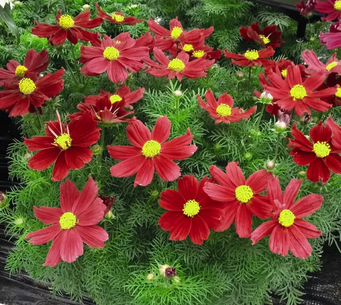 گل ستاره ای با نام لاتین Cosmos sp گیاهی از خانواده Asteraceae یا همان آفتابگردان‌ها است. مجموعه تولیدی سیدوس تولید کننده گلدان پلاستیکی سیدوس sidoos.ir