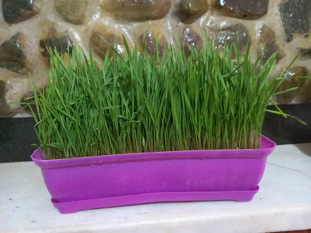 نگهداری گل های آپارتمانی در گلدانKeeping apartment flowers in pots مجموعه تولیدی سیدوس ,تولید کننده گلدان پلاستیکی سیدوس ,بیش از 120نوع, اعم از گلدان استوانه ای پلاستیکی سیدوس,گلدان الماسی پلاستیکی سیدوس,گلدان مربعی پلاستیکی,گلدان مثلثی پلاستیکی,گلدان گرد پلاستیکی ,باکس مستطیلی,در اندازه های کاکتوسی تا درختچه ای